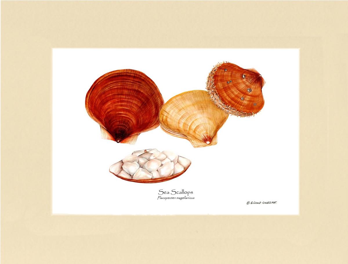 Shellfish Print: Scallops, Sea | Wall Art Shellfish Print