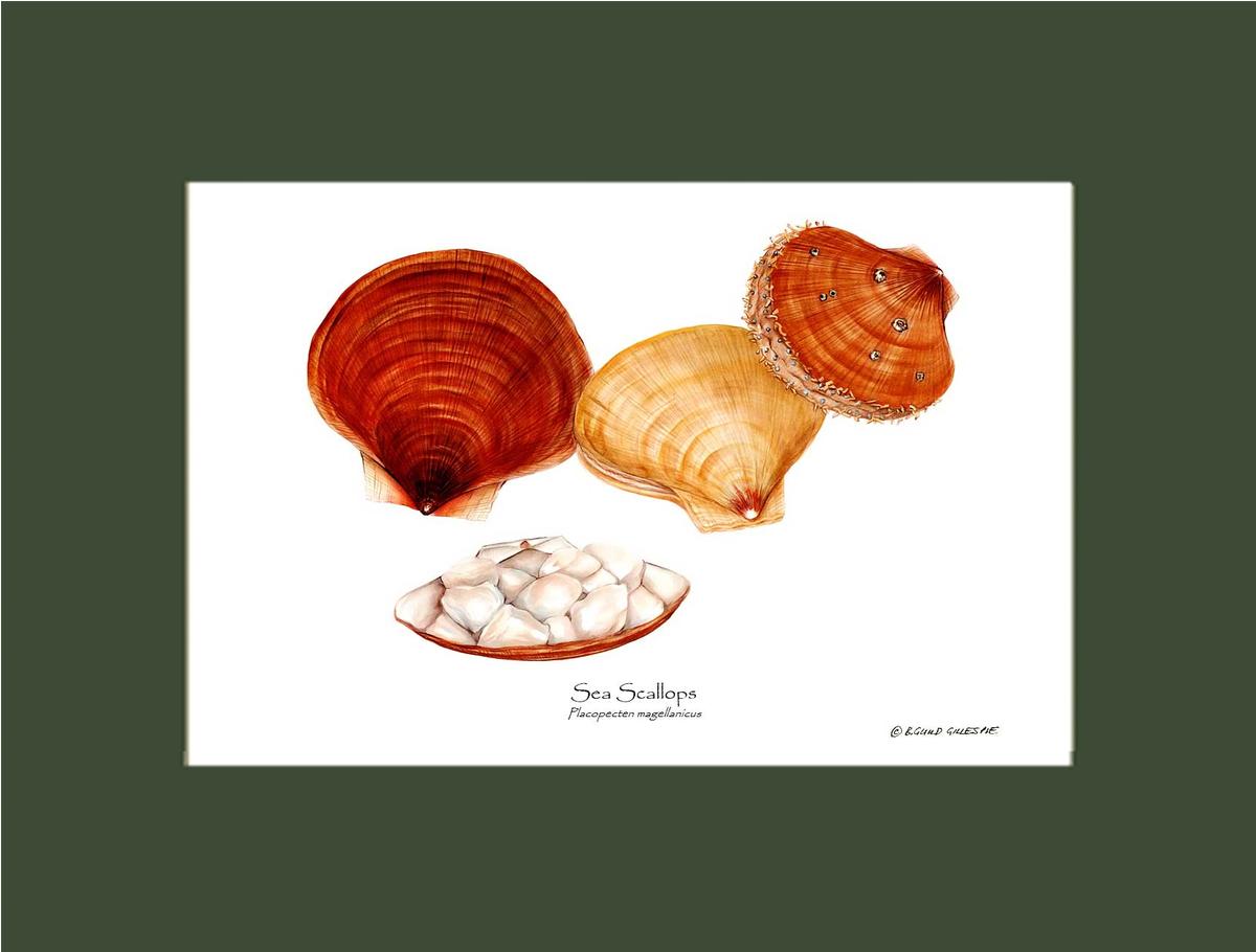 Shellfish Print: Scallops, Sea | Wall Art Shellfish Print