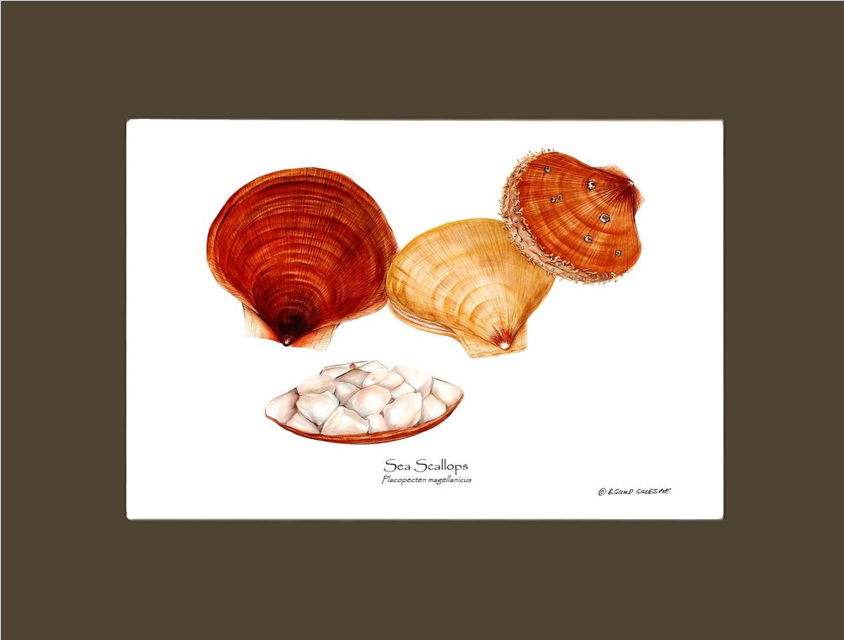 Shellfish Print: Scallops, Sea | Wall Art Shellfish Print