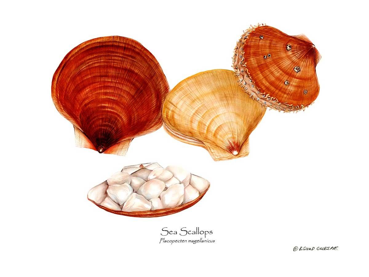 Shellfish Print: Scallops, Sea | Wall Art Shellfish Print