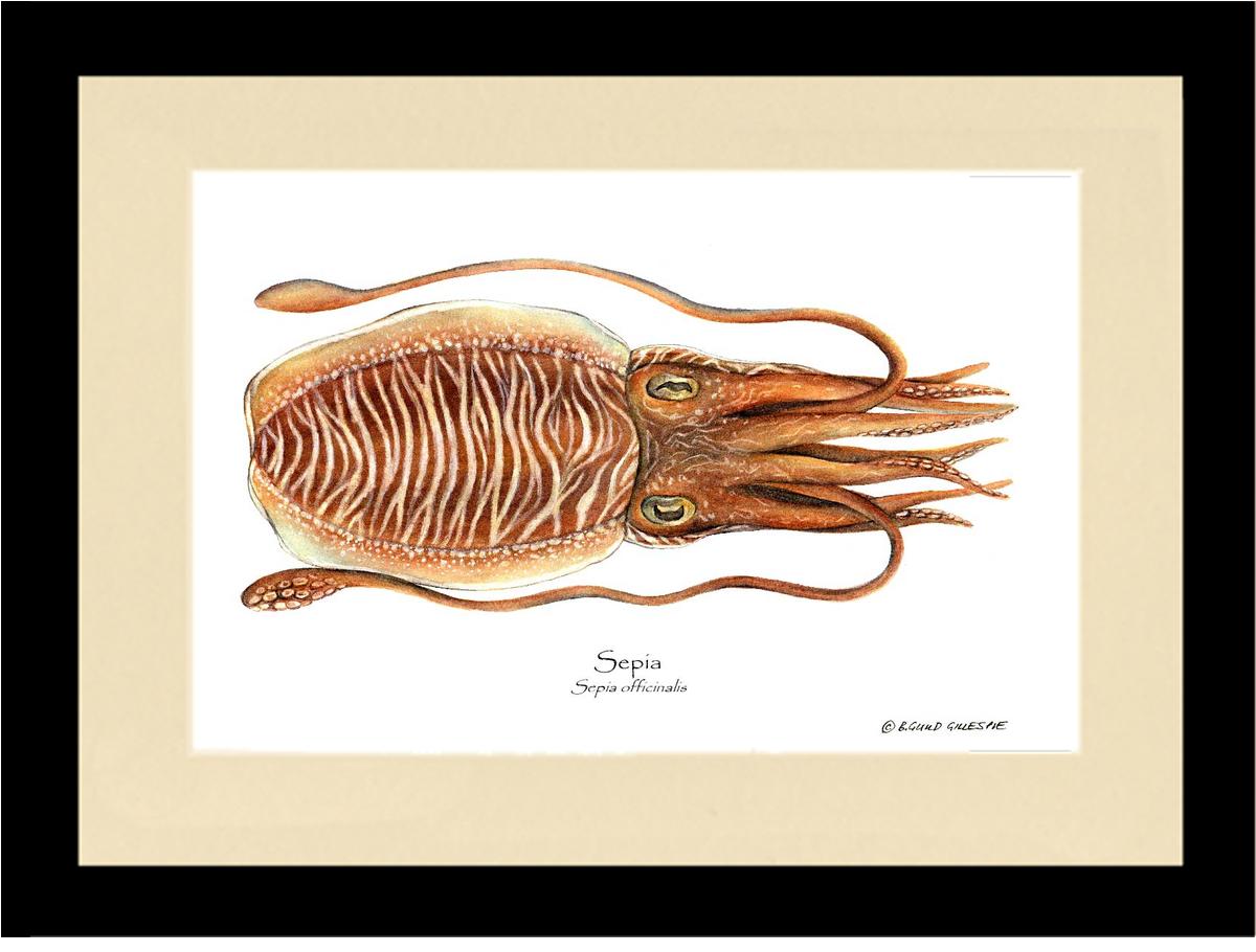 Sepia | Wall Art Shellfish Print
