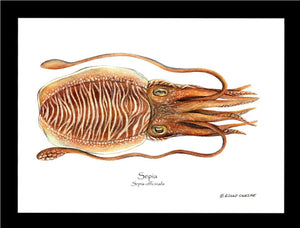 Shellfish Print: Sepia