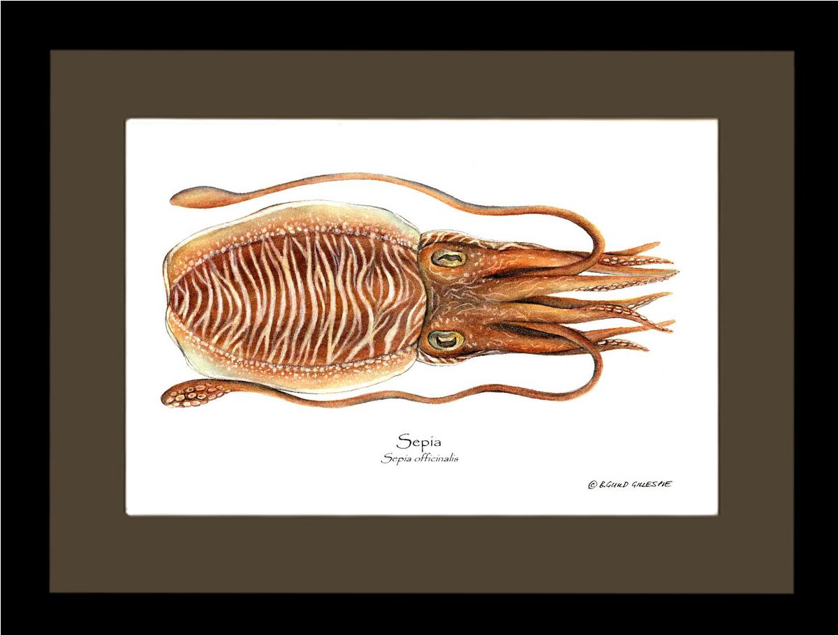 Sepia | Wall Art Shellfish Print