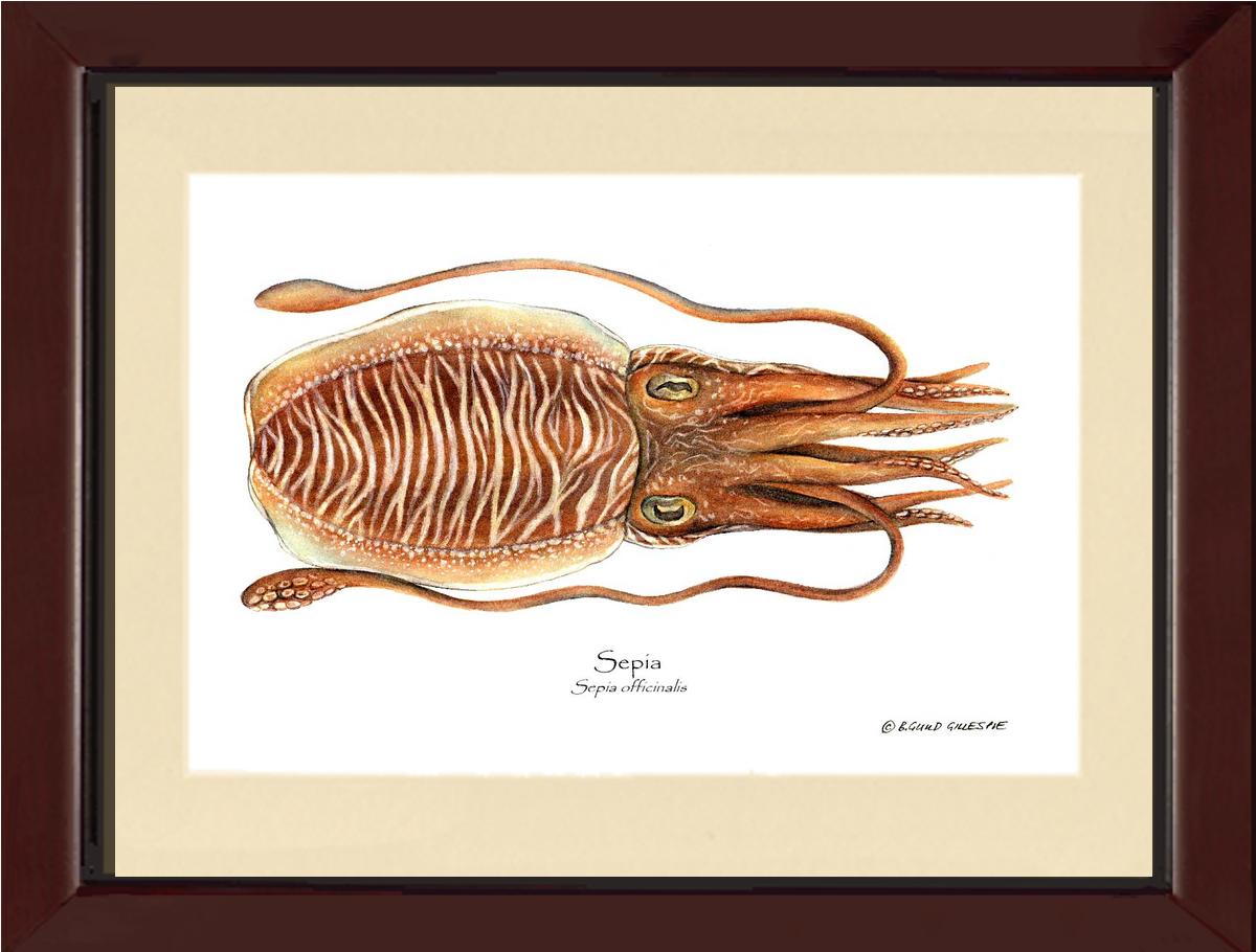 Sepia | Wall Art Shellfish Print