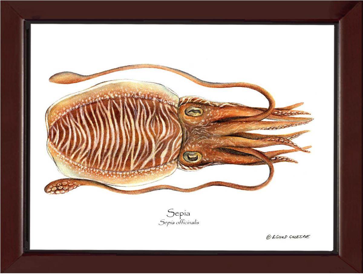 Sepia | Wall Art Shellfish Print