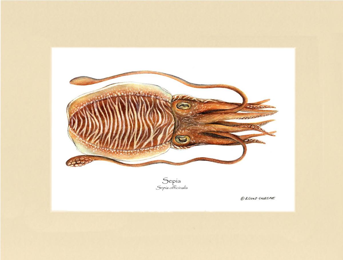 Sepia | Wall Art Shellfish Print