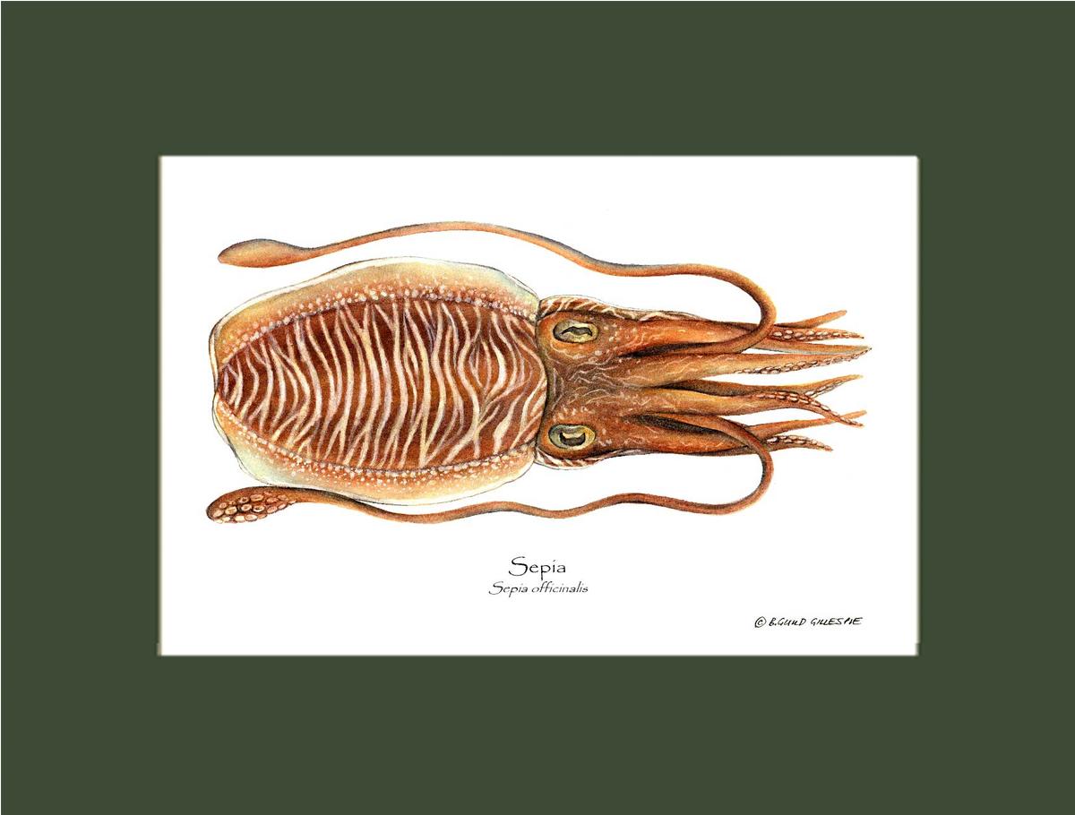 Sepia | Wall Art Shellfish Print