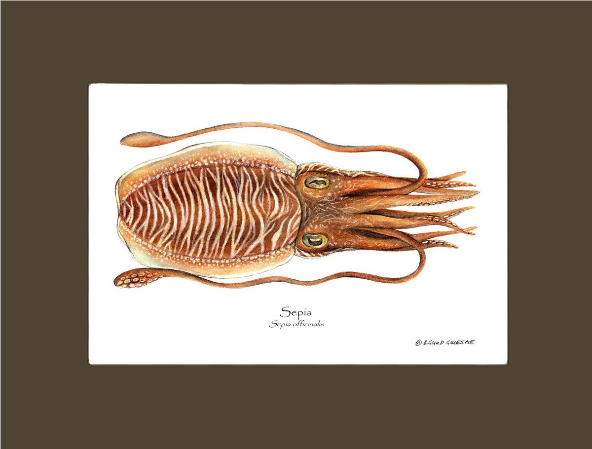 Sepia | Wall Art Shellfish Print