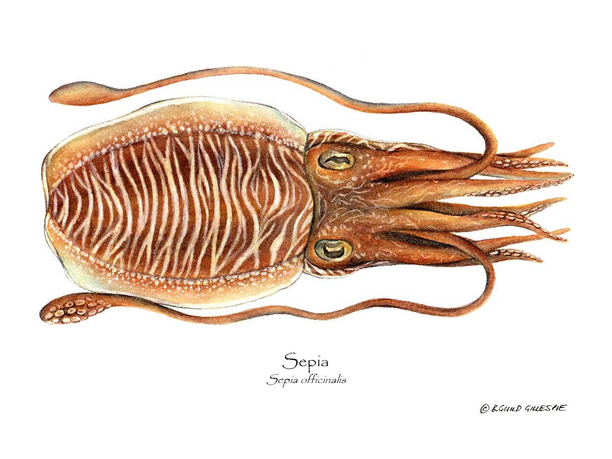 Shellfish Print: Sepia