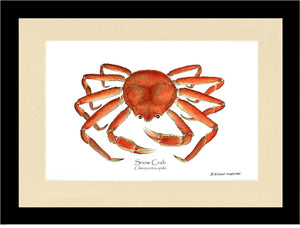 Crab, Snow | Wall Art Shellfish Print