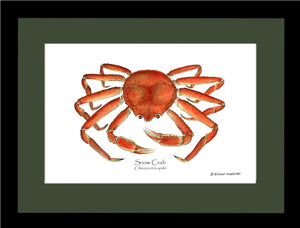 Crab, Snow | Wall Art Shellfish Print