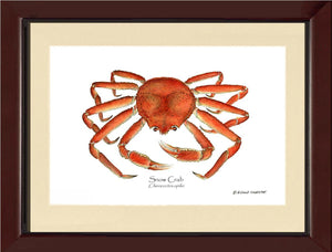 Crab, Snow | Wall Art Shellfish Print