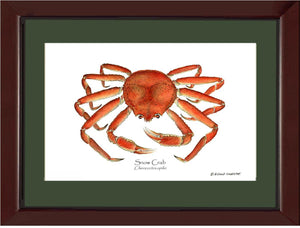 Crab, Snow | Wall Art Shellfish Print