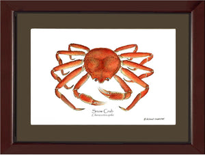 Crab, Snow | Wall Art Shellfish Print