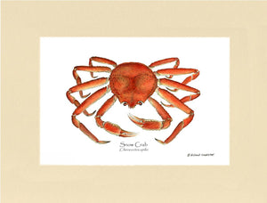 Crab, Snow | Wall Art Shellfish Print