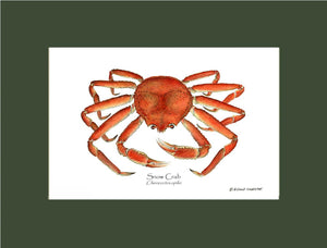 Crab, Snow | Wall Art Shellfish Print