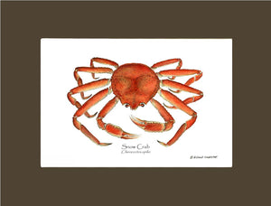 Crab, Snow | Wall Art Shellfish Print