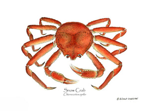 Shellfish Print: Crab, Snow