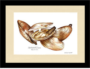 Clams, Softshell