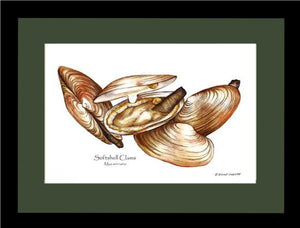 Clams, Softshell