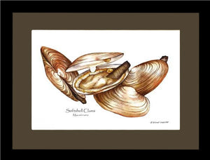 Clams, Softshell