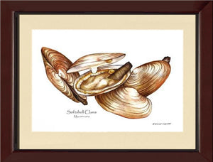 Clams, Softshell