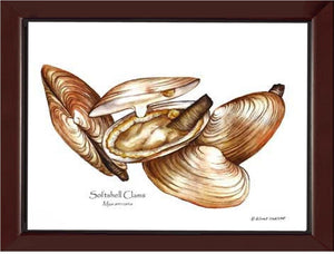 Clams, Softshell