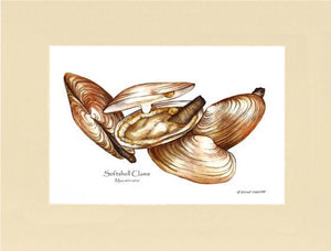 Clams, Softshell