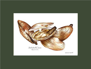Clams, Softshell