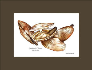 Clams, Softshell