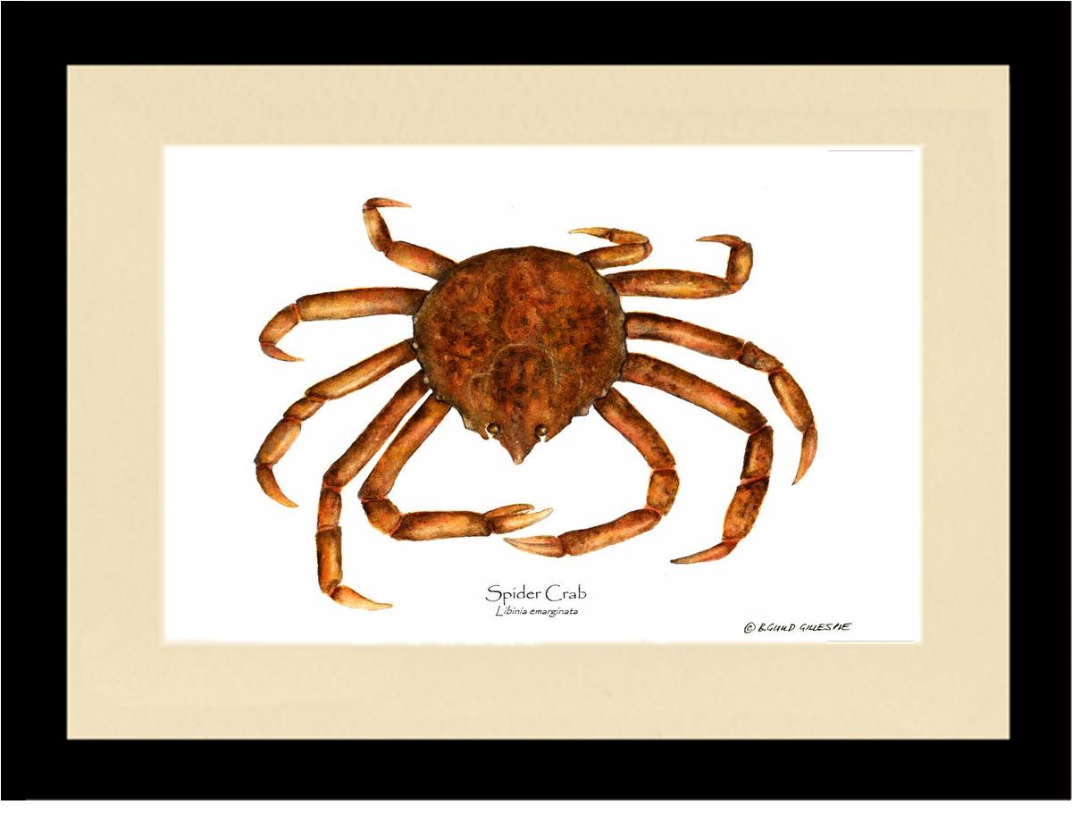 Crab, Spider | Wall Art Shellfish Print