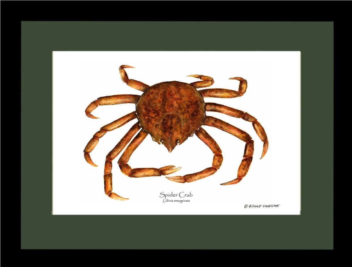 Crab, Spider | Wall Art Shellfish Print