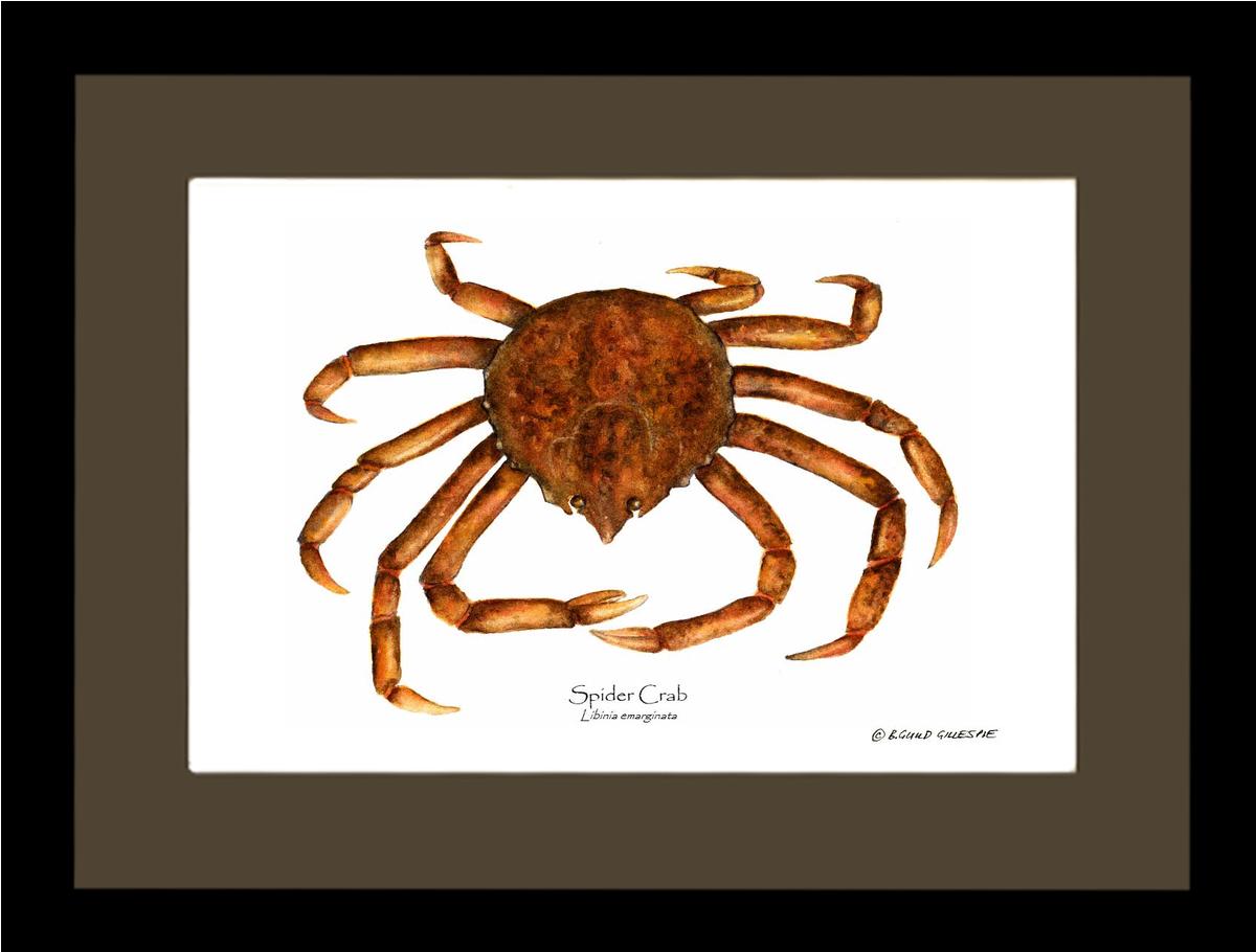 Crab, Spider | Wall Art Shellfish Print
