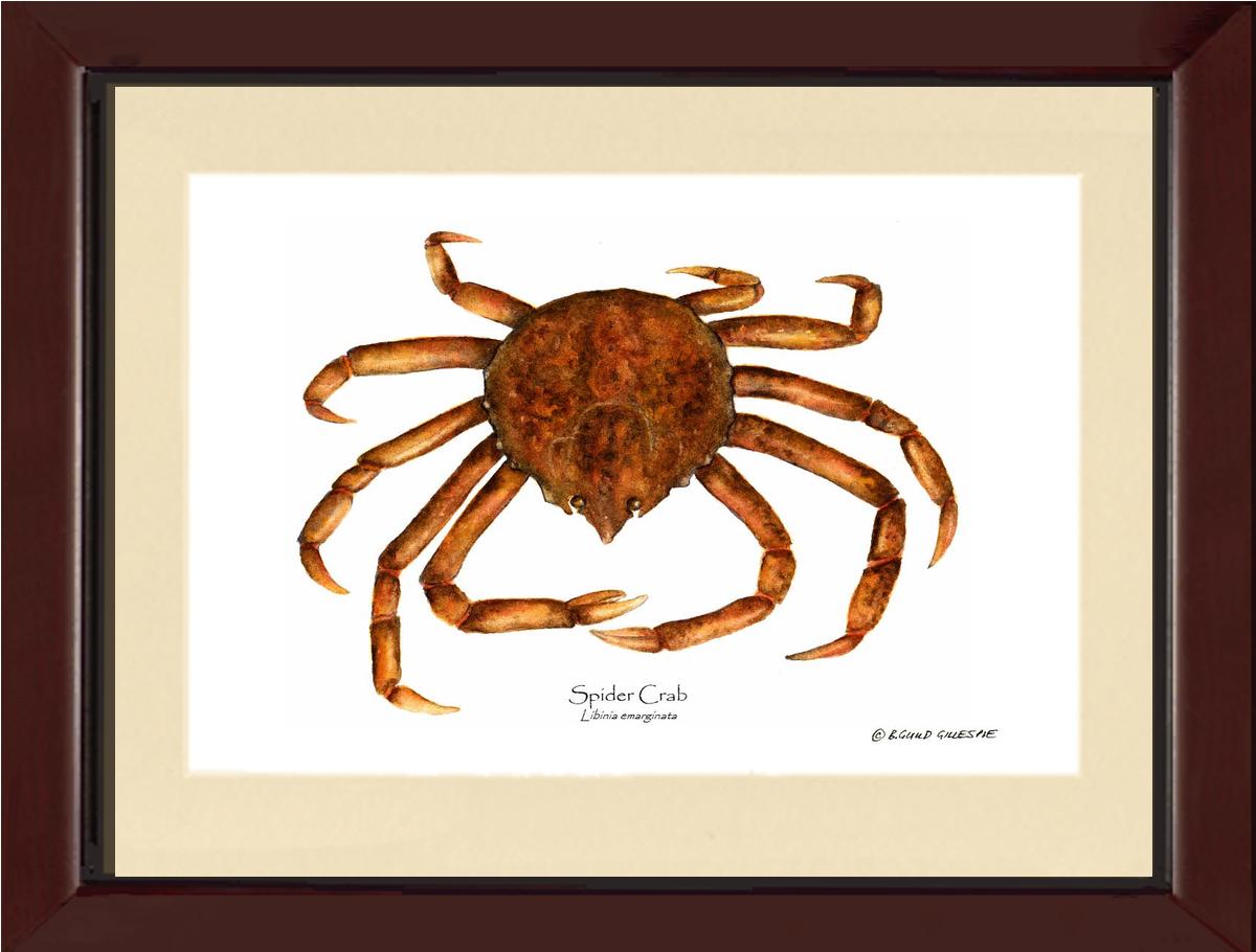 Crab, Spider | Wall Art Shellfish Print