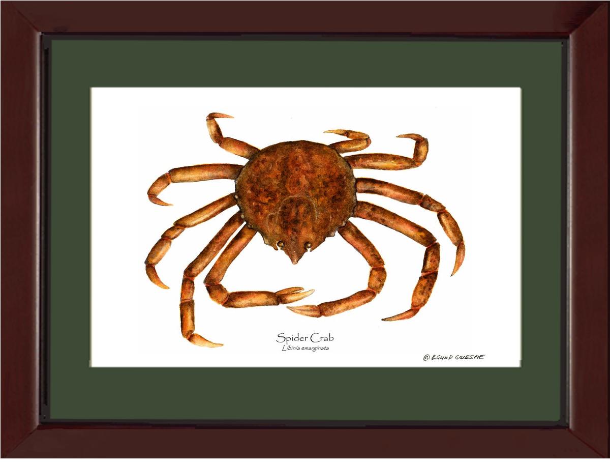 Crab, Spider | Wall Art Shellfish Print