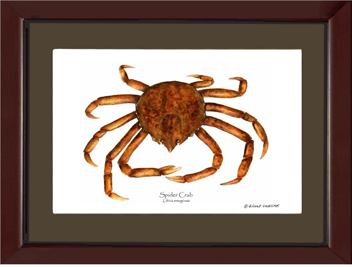 Crab, Spider | Wall Art Shellfish Print