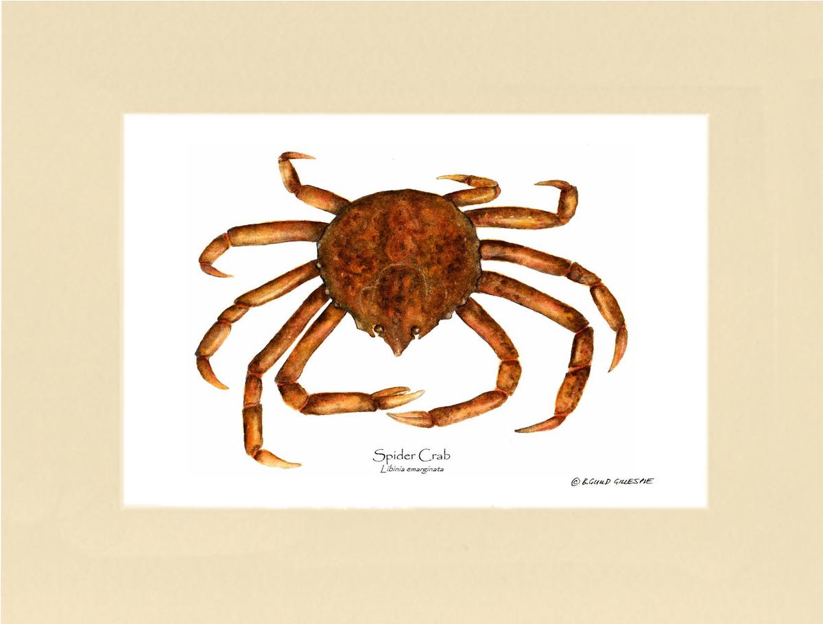 Crab, Spider | Wall Art Shellfish Print