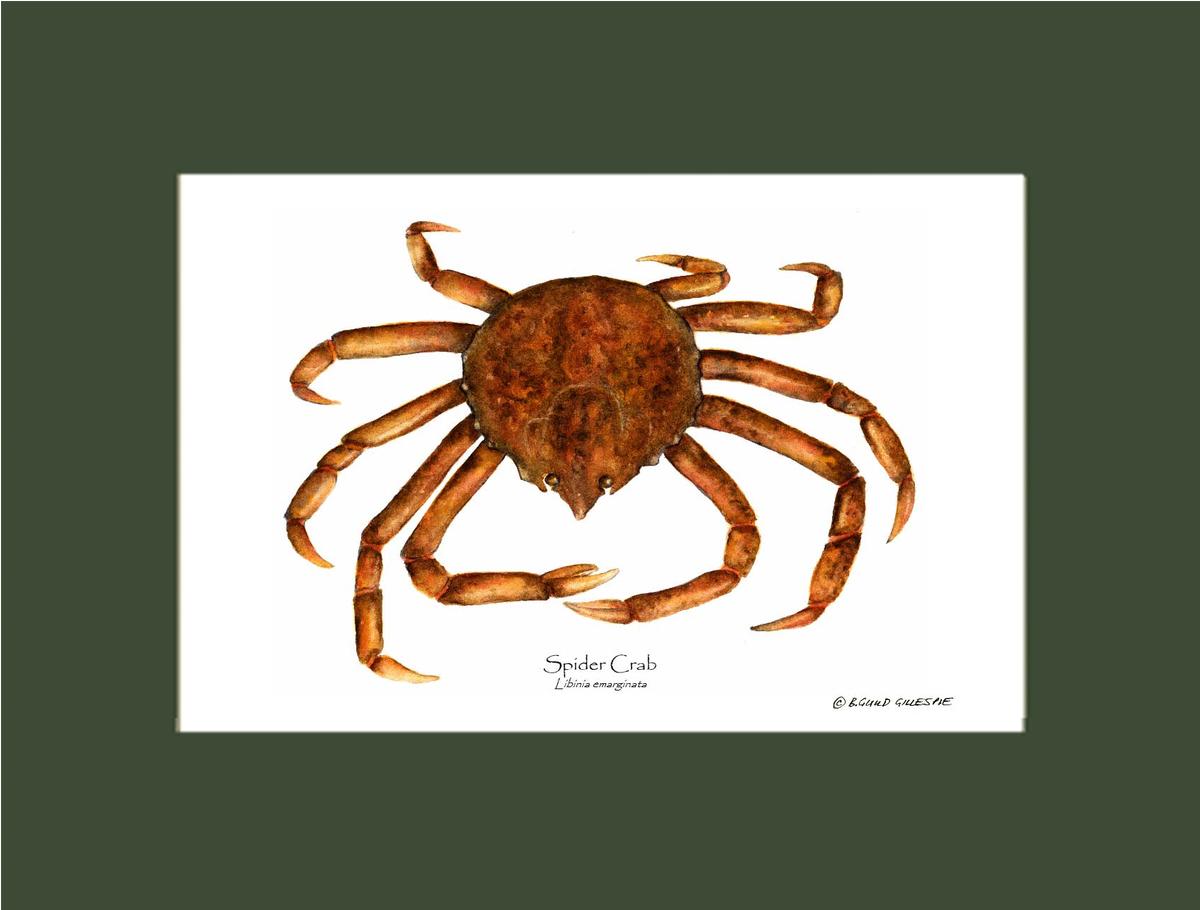 Crab, Spider | Wall Art Shellfish Print