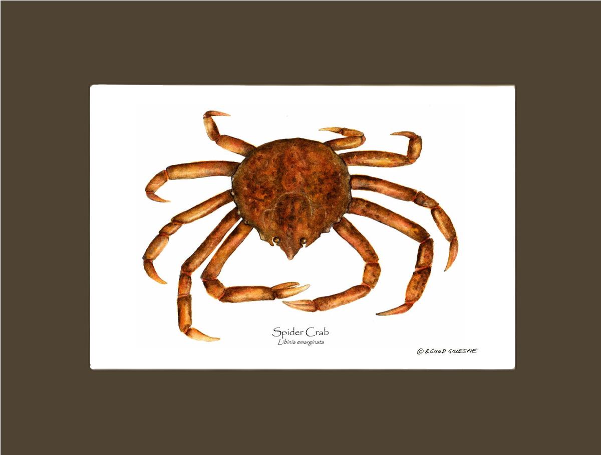 Crab, Spider | Wall Art Shellfish Print