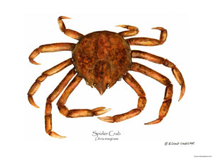 Shellfish Print: Crab, Spider