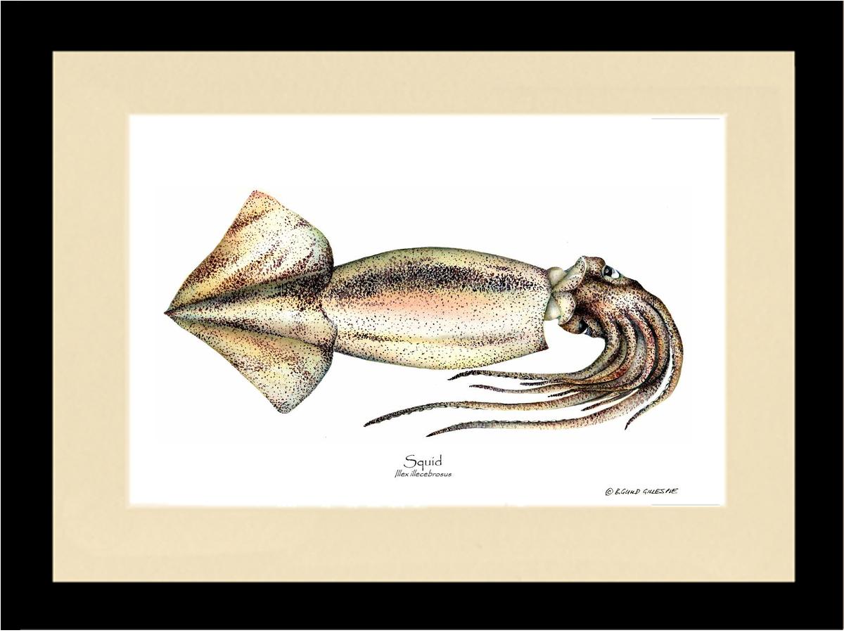 Squid | Wall Art Shellfish Print