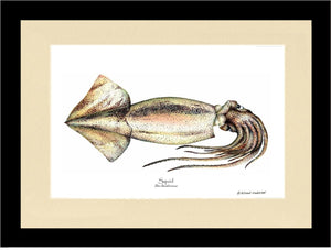 Shellfish Print: Squid
