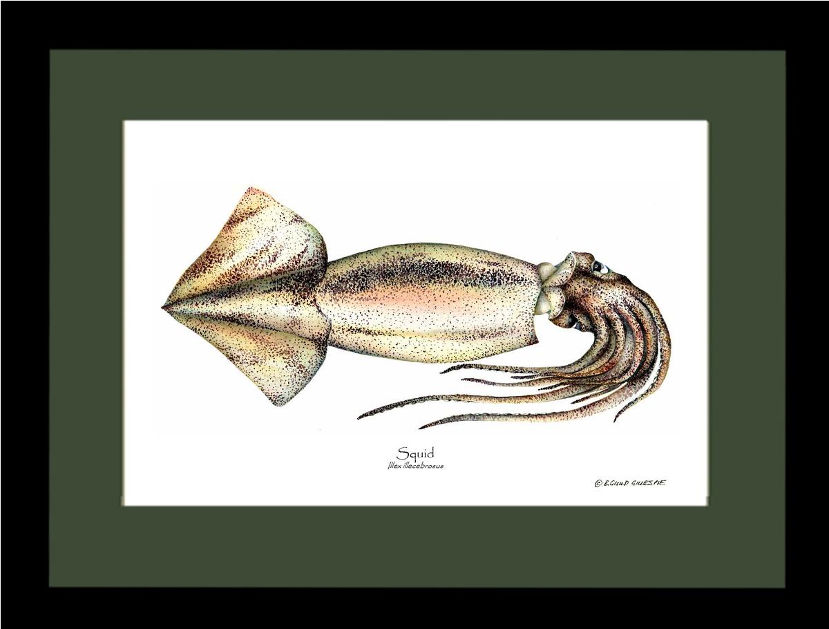 Squid | Wall Art Shellfish Print