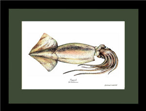 Squid