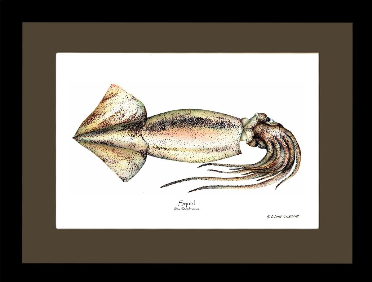 Squid | Wall Art Shellfish Print