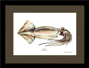 Squid