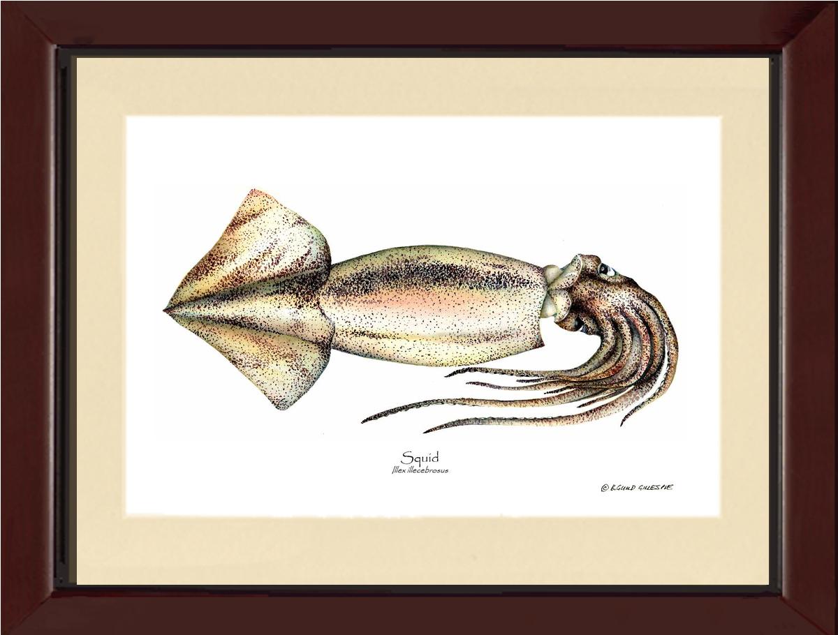 Squid | Wall Art Shellfish Print