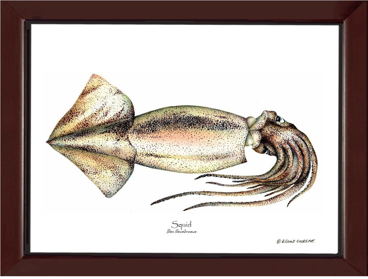 Shellfish Print: Squid | Wall Art Shellfish Print