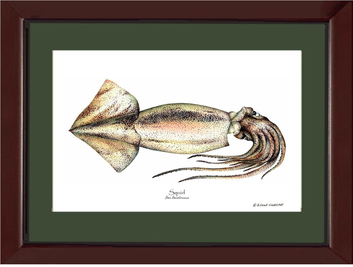 Squid | Wall Art Shellfish Print
