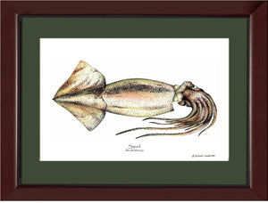 Shellfish Print: Squid
